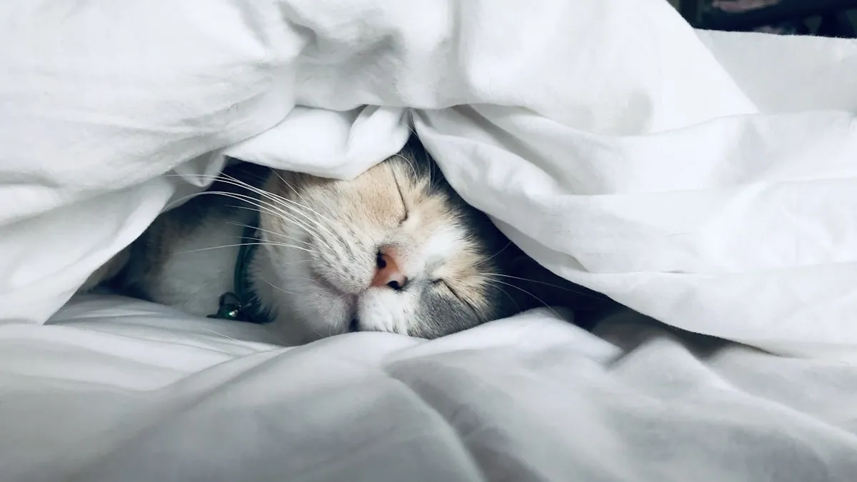 Existe app que paga para dormir? A verdade em 2026 (e o que realmente rende de madrugada)