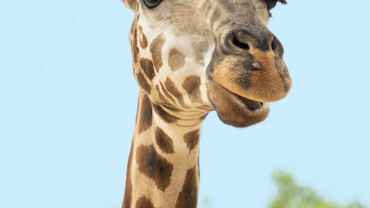 Cash Giraffe paga mesmo? Análise honesta do app de jogos (2026)
